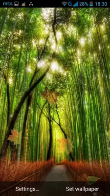 Forest Live Wallpaper android App screenshot 2